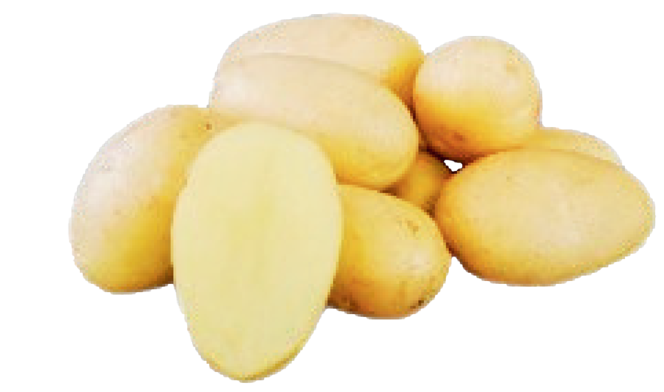 balatoni-sargo