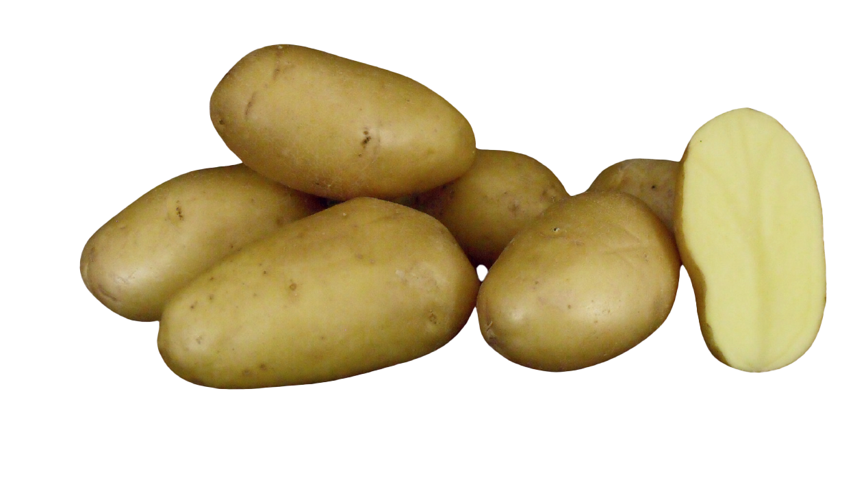 basa