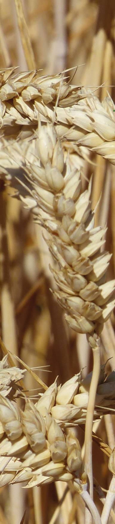 gk-hortobagy