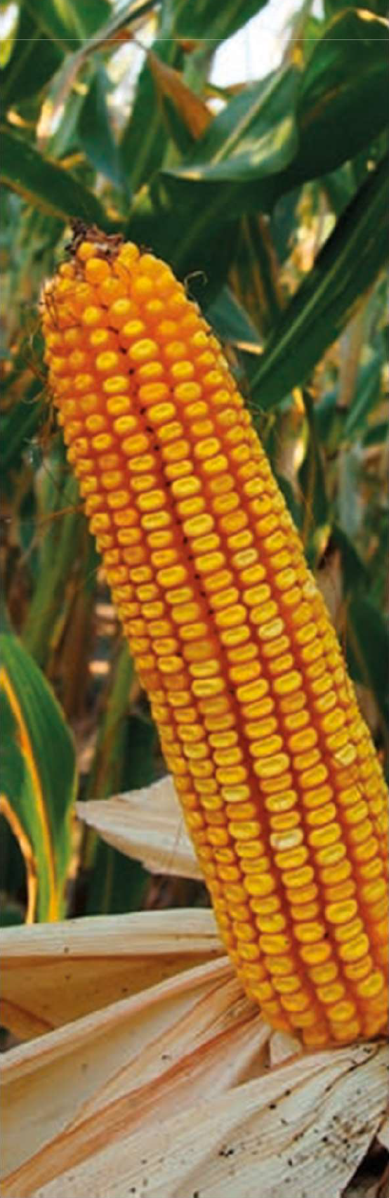 sarolta